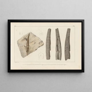 Louis Agassiz - Recherches sur les poissons fossiles Pl278.webp