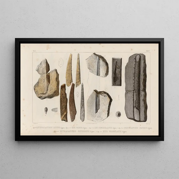 Louis Agassiz - Recherches sur les poissons fossiles Pl282.webp