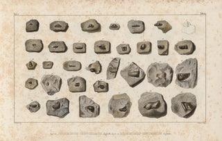Louis Agassiz - Recherches sur les poissons fossiles Pl291.webp