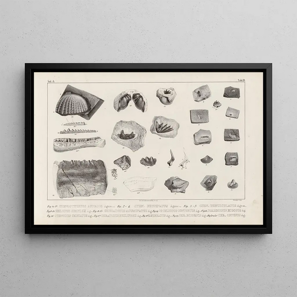 Louis Agassiz - Recherches sur les poissons fossiles Pl296.webp