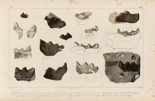 Louis Agassiz - Recherches sur les poissons fossiles Pl297.webp
