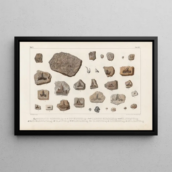 Ricerche sui Pesci Fossili Pl301 - Louis Agassiz — quadro incorniciato alla parete