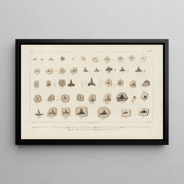 Louis Agassiz - Recherches sur les poissons fossiles Pl302.webp