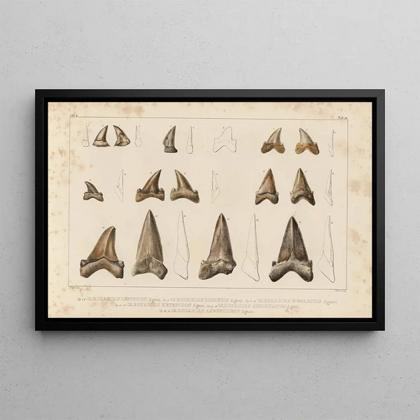 Louis Agassiz - Recherches sur les poissons fossiles Pl310.webp