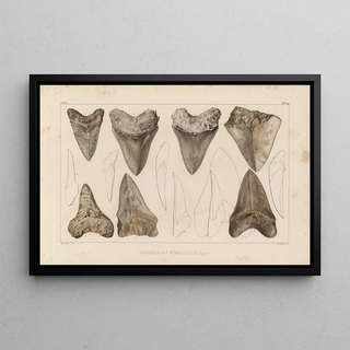 Louis Agassiz - Recherches sur les poissons fossiles Pl311.webp