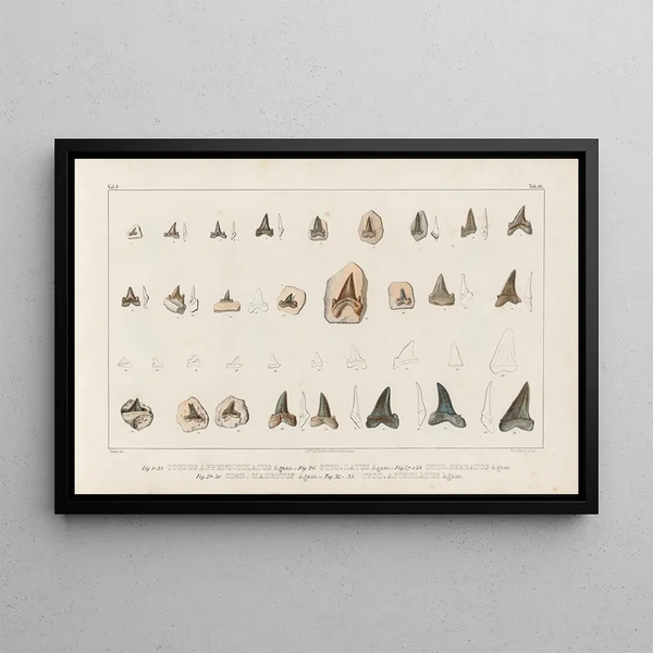 Louis Agassiz - Recherches sur les poissons fossiles Pl315.webp