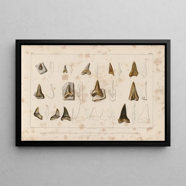Louis Agassiz - Recherches sur les poissons fossiles Pl316.webp