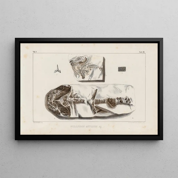 Louis Agassiz - Recherches sur les poissons fossiles Pl322.webp
