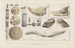 Ricerche sui pesci fossili Pl325 - Louis Agassiz — vista dell’opera