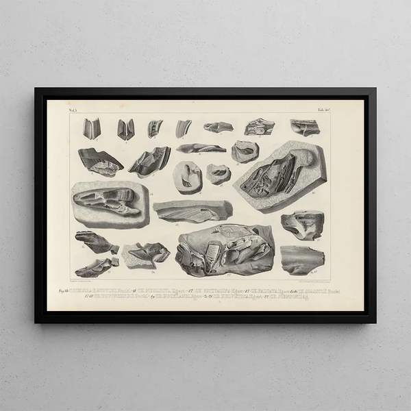 Louis Agassiz - Recherches sur les poissons fossiles Pl327.webp