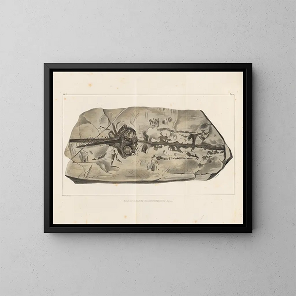 Ricerche sui pesci fossili - Louis Agassiz — quadro incorniciato alla parete