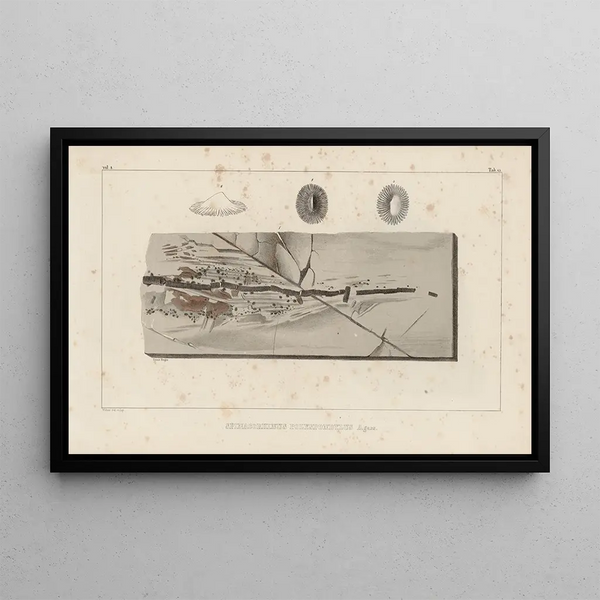 Ricerche sui pesci fossili Pl331 - Louis Agassiz — quadro incorniciato alla parete