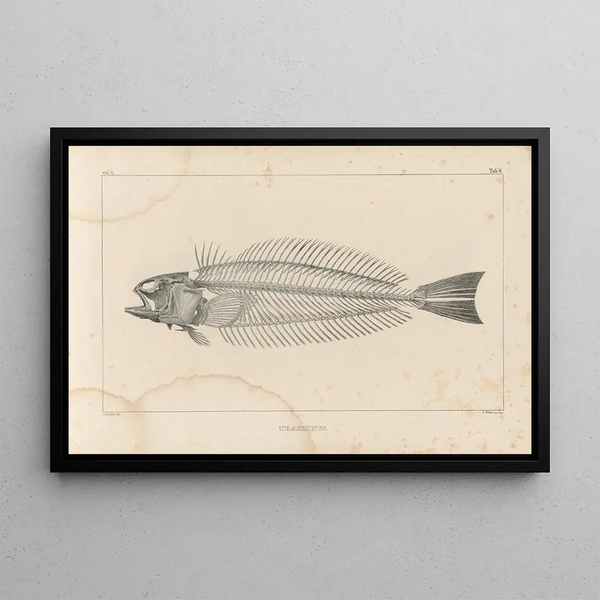 Ricerche sui pesci fossili Pl340 - Louis Agassiz — quadro incorniciato alla parete