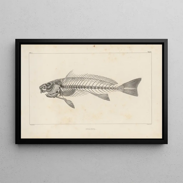 Ricerche sui pesci fossili Pl345 - Louis Agassiz — quadro incorniciato alla parete