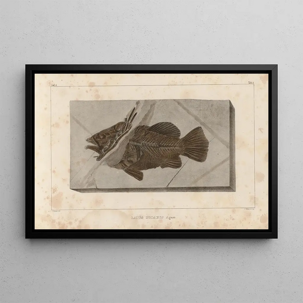 Ricerche sui pesci fossili Pl. 351 - Louis Agassiz — quadro incorniciato alla parete