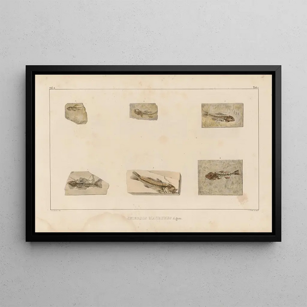 Ricerche sui pesci fossili Pl353 - Louis Agassiz — quadro incorniciato alla parete
