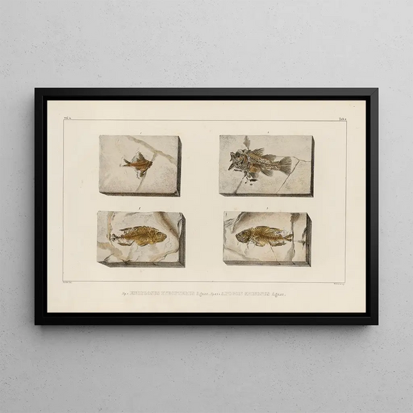 Louis Agassiz - Recherches sur les poissons fossiles Pl355.webp