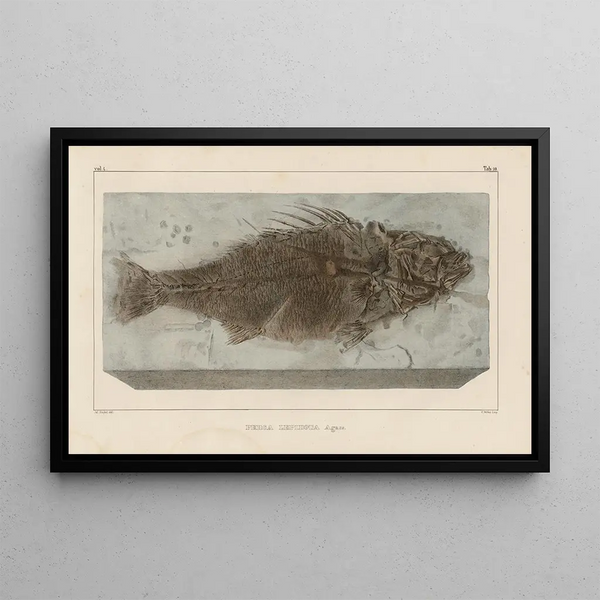 Ricerche sui pesci fossili Pl356 - Louis Agassiz — quadro incorniciato alla parete