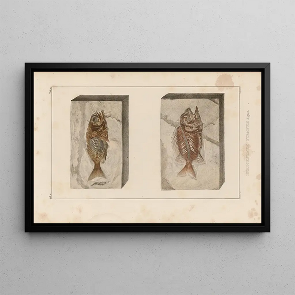 Louis Agassiz - Recherches sur les poissons fossiles Pl361.webp