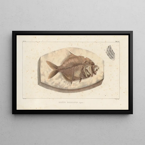 Ricerche sui pesci fossili Pl366 - Louis Agassiz — quadro incorniciato alla parete