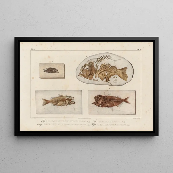 Ricerche sui pesci fossili, pl. 367 - Louis Agassiz — quadro incorniciato alla parete