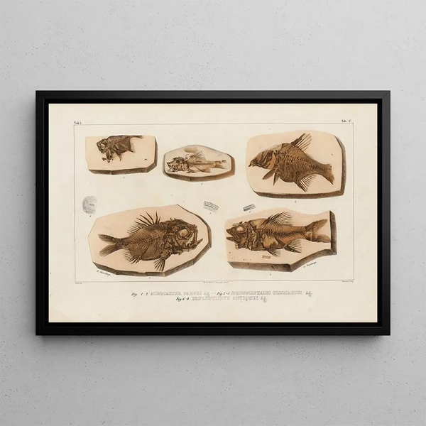 Ricerche sui pesci fossili Pl369 - Louis Agassiz — quadro incorniciato alla parete