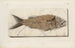 Ricerche sui pesci fossili Pl376 - Louis Agassiz — vista dell’opera