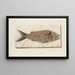 Ricerche sui pesci fossili Pl376 - Louis Agassiz — quadro incorniciato alla parete