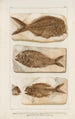 Recherches sur les poissons fossili Pl377 - Louis Agassiz — vista dell’opera