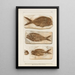 Recherches sur les poissons fossili Pl377 - Louis Agassiz — quadro incorniciato alla parete