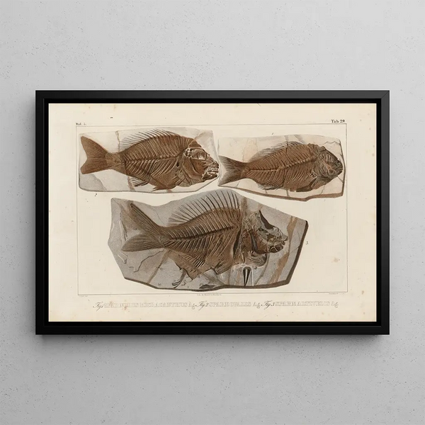 Ricerche sui pesci fossili Pl379 - Louis Agassiz — quadro incorniciato alla parete