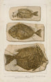 Recherches sur les poissons fossili Pl386 - Louis Agassiz — vista dell’opera