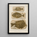 Recherches sur les poissons fossili Pl386 - Louis Agassiz — quadro incorniciato alla parete