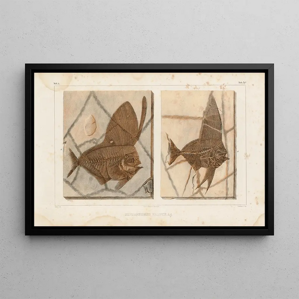Ricerche sui pesci fossili Pl388 - Louis Agassiz — quadro incorniciato alla parete