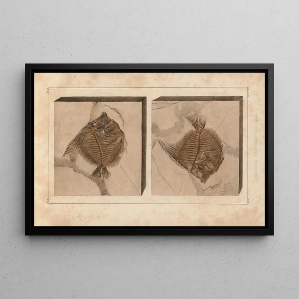 Ricerche sui pesci fossili Pl389 - Louis Agassiz — quadro incorniciato alla parete