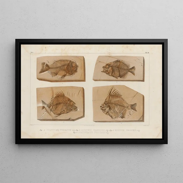 Ricerche sui pesci fossili Pl390 - Louis Agassiz — quadro incorniciato alla parete
