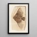 Recherches sur les poissons fossili Pl393 - Louis Agassiz — quadro incorniciato alla parete