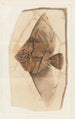 Recherches sur les poissons fossili Pl393 - Louis Agassiz — vista dell’opera