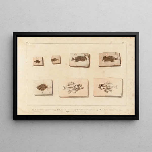 Ricerche sui pesci fossili Pl396 - Louis Agassiz — quadro incorniciato alla parete