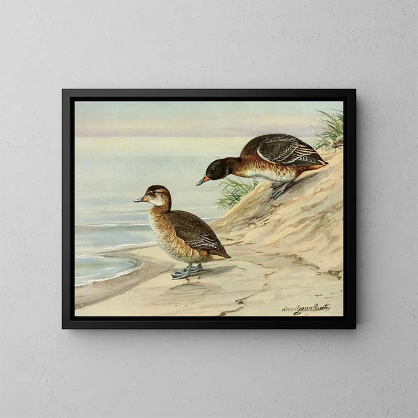 Cigno a testa nera - Louis Agassiz Fuertes — quadro incorniciato alla parete