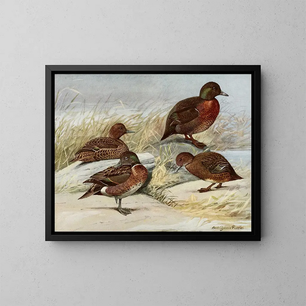 Anatra marrone dell'isola di Auckland - Louis Agassiz Fuertes — quadro incorniciato alla parete