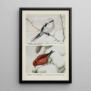 Louis Agassiz Fuertes - Butcher the Northern Shrike Snipper the Crossbill.webp