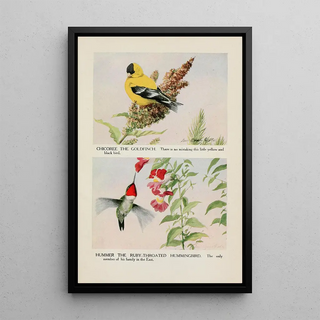 Louis Agassiz Fuertes - Chicoree the Goldfinch Hummer the Rubythroated Hummingbird.webp