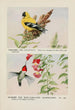 Chicorée le chardonneret Hummer le colibri à gorge rubis - Louis Agassiz Fuertes — vista dell’opera