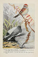 Dotty le bruant des arbres Slaty le junco - Louis Agassiz Fuertes — vista dell’opera