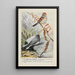 Dotty le bruant des arbres Slaty le junco - Louis Agassiz Fuertes — quadro incorniciato alla parete