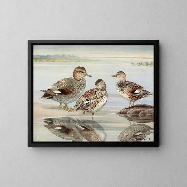 Cigno sibilante - Louis Agassiz Fuertes — quadro incorniciato alla parete