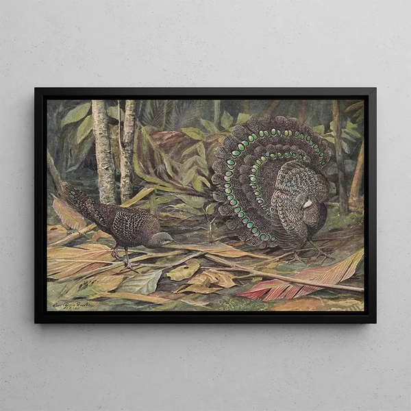 Fagiano pavone di Germain - Louis Agassiz Fuertes — quadro incorniciato alla parete