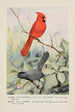 Glory le cardinal Kitty le moqueur chat - Louis Agassiz Fuertes — vista dell’opera