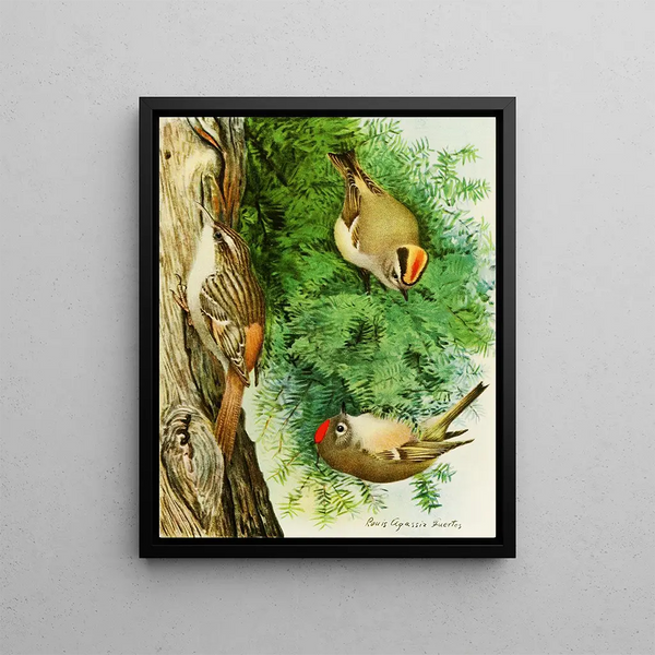 Louis Agassiz Fuertes - GoldenCrowned Kinglet RubyCrowned Kinglet Brown Creeper.webp